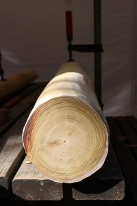 Eingespannter Robinien-Stamm